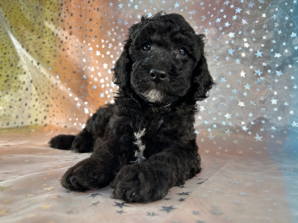 Black Male Moyen Miniature Poodle Puppy for Sale DOB 8-7-2026 $750